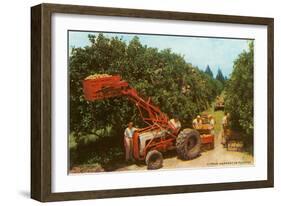 Citrus Harvest in Florida-null-Framed Art Print