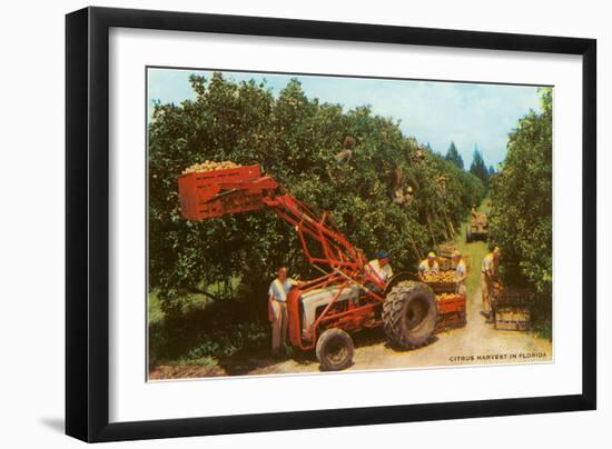 Citrus Harvest in Florida-null-Framed Art Print