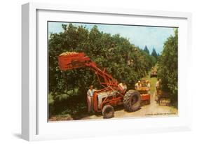 Citrus Harvest in Florida-null-Framed Art Print