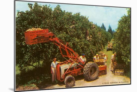 Citrus Harvest in Florida-null-Mounted Art Print