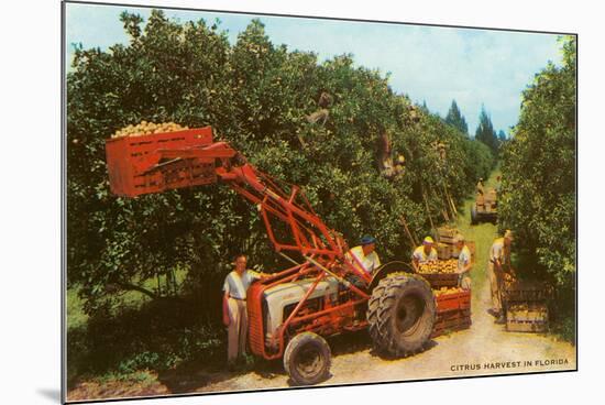 Citrus Harvest in Florida-null-Mounted Art Print