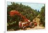 Citrus Harvest in Florida-null-Framed Art Print