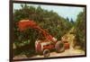 Citrus Harvest in Florida-null-Framed Art Print