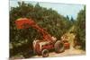 Citrus Harvest in Florida-null-Mounted Premium Giclee Print