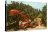 Citrus Harvest in Florida-null-Stretched Canvas