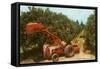 Citrus Harvest in Florida-null-Framed Stretched Canvas