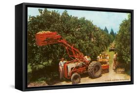 Citrus Harvest in Florida-null-Framed Stretched Canvas