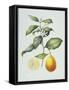 Citrus Limon, 1995-Margaret Ann Eden-Framed Stretched Canvas