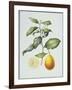 Citrus Limon, 1995-Margaret Ann Eden-Framed Giclee Print