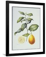 Citrus Limon, 1995-Margaret Ann Eden-Framed Giclee Print