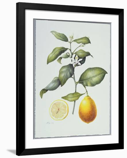 Citrus Limon, 1995-Margaret Ann Eden-Framed Giclee Print