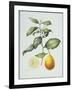 Citrus Limon, 1995-Margaret Ann Eden-Framed Giclee Print