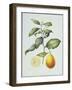 Citrus Limon, 1995-Margaret Ann Eden-Framed Giclee Print