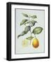 Citrus Limon, 1995-Margaret Ann Eden-Framed Giclee Print