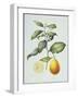 Citrus Limon, 1995-Margaret Ann Eden-Framed Giclee Print