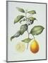 Citrus Limon, 1995-Margaret Ann Eden-Mounted Giclee Print