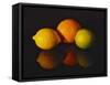 Citrus Reflections-Monika Burkhart-Framed Stretched Canvas