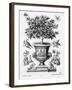 Citrus Trees, C.1735 (Engraving)-Martin Engelbrecht-Framed Giclee Print