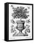 Citrus Trees, C.1735 (Engraving)-Martin Engelbrecht-Framed Stretched Canvas