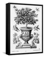 Citrus Trees, C.1735 (Engraving)-Martin Engelbrecht-Framed Stretched Canvas