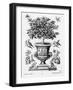 Citrus Trees, C.1735 (Engraving)-Martin Engelbrecht-Framed Giclee Print