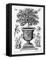 Citrus Trees, C.1735 (Engraving)-Martin Engelbrecht-Framed Stretched Canvas