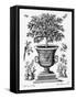 Citrus Trees, C.1735 (Engraving)-Martin Engelbrecht-Framed Stretched Canvas