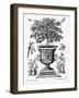 Citrus Trees, C.1735 (Engraving)-Martin Engelbrecht-Framed Giclee Print