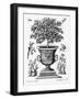 Citrus Trees, C.1735 (Engraving)-Martin Engelbrecht-Framed Giclee Print