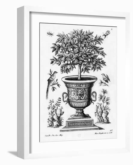 Citrus Trees, C.1735 (Engraving)-Martin Engelbrecht-Framed Giclee Print