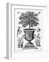 Citrus Trees, C.1735 (Engraving)-Martin Engelbrecht-Framed Giclee Print