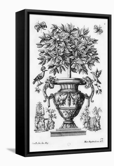 Citrus Trees, C.1735 (Engraving)-Martin Engelbrecht-Framed Stretched Canvas