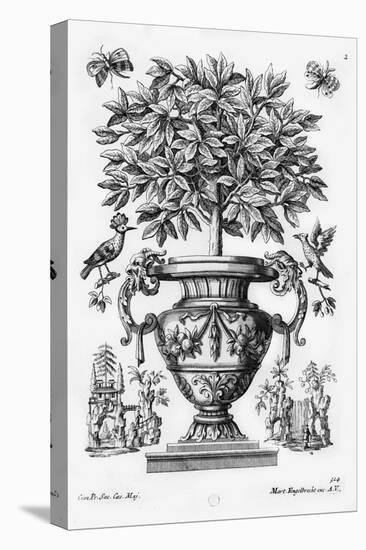 Citrus Trees, C.1735 (Engraving)-Martin Engelbrecht-Stretched Canvas