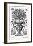 Citrus Trees, C.1735 (Engraving)-Martin Engelbrecht-Framed Giclee Print