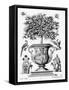 Citrus Trees, C.1735 (Engraving)-Martin Engelbrecht-Framed Stretched Canvas