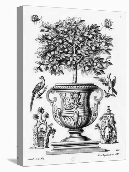 Citrus Trees, C.1735 (Engraving)-Martin Engelbrecht-Stretched Canvas