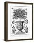 Citrus Trees, C.1735 (Engraving)-Martin Engelbrecht-Framed Giclee Print