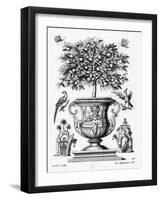 Citrus Trees, C.1735 (Engraving)-Martin Engelbrecht-Framed Giclee Print