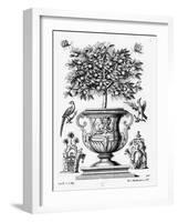 Citrus Trees, C.1735 (Engraving)-Martin Engelbrecht-Framed Giclee Print