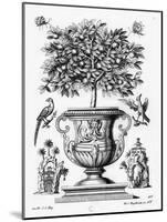 Citrus Trees, C.1735 (Engraving)-Martin Engelbrecht-Mounted Giclee Print