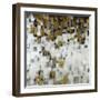 City Nights, Gold-Liz Jardine-Framed Art Print