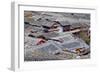 City of Lijiang, UNESCO World Heritage Site, Yunnan, China, Asia-Bruno Morandi-Framed Photographic Print