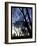 City Tree-Tim Nyberg-Framed Giclee Print