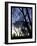 City Tree-Tim Nyberg-Framed Giclee Print