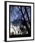 City Tree-Tim Nyberg-Framed Giclee Print