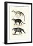 Civet, 1824-Karl Joseph Brodtmann-Framed Giclee Print