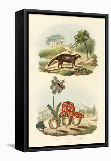 Civet, 1833-39-null-Framed Stretched Canvas