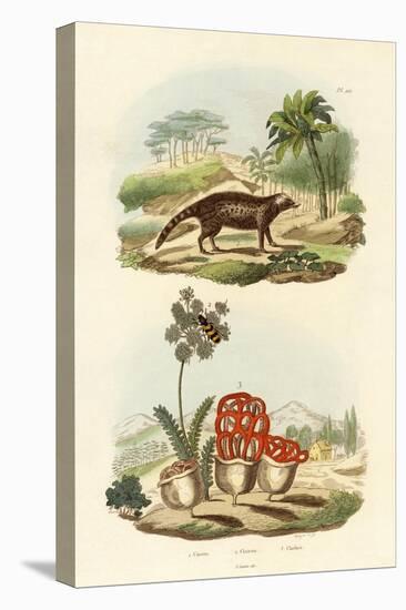 Civet, 1833-39-null-Stretched Canvas
