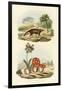 Civet, 1833-39-null-Framed Giclee Print