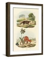 Civet, 1833-39-null-Framed Giclee Print